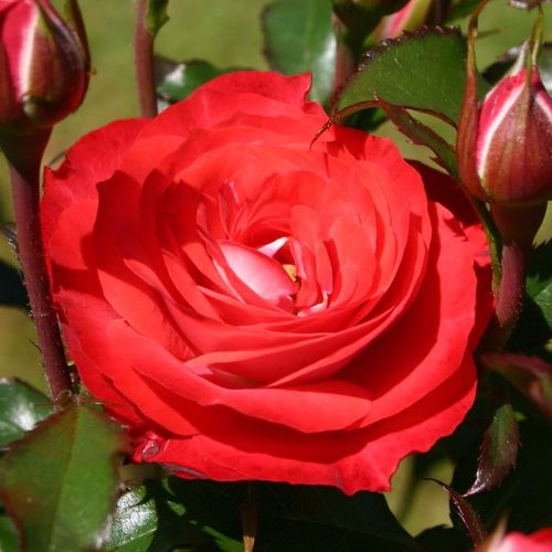 E-commerce, vendita, rose, in, vaso rose floribunde - rosso - Rosa Planten un Blomen® - rosa non profumata - W. Kordes & Sons - ,-